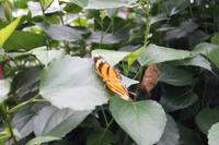 Schmetterling und Puppe