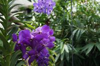 Orchidee mit Schmetterling