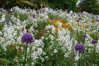 Bunde Wildblumenwiese mit Zwiebeln