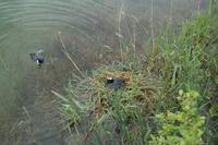 Nestreperaturarbeiten bei Familie Ralle