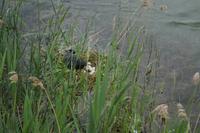 Das Gelege liegt im Wasser!