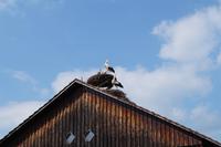 Bei den Storchen war der Storch