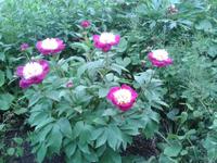 japanische Schönheit