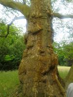 250 Jahre alte Platane