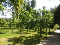 Genbank für alte Obstsorten in Hundisburg