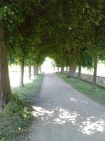 geschlossene Lindenallee