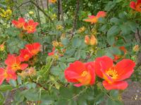 alte Wildrose blüht jung