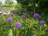 Zierlauch in Brandenburg 