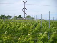 der Weinberg mit alter Signalanlage