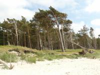 Windflüchter bei Ahrenshoop