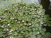 Seerosenarena in Rathenow