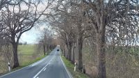 Allee mit Weidenbäumen
