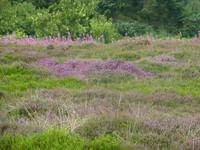 Amrum