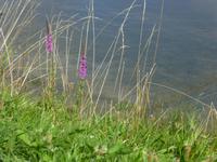 An der Mosel
