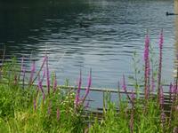 An der Mosel