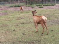 Arabische Oryx