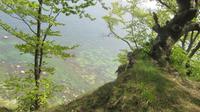 Bäume auf den Kreidefelsen