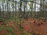 Baumwipfelpfad