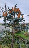Binz Gartenblick