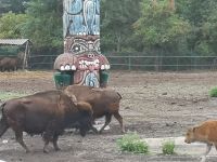 Bisonbüffel