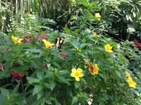 Blüten und Falter