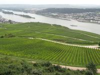 Blick auf den Rhein
