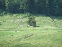 Blick zur 2000jährigen Eibe von Balderschwang