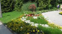 Blumen -und Pflanzenpracht an den Wegen
