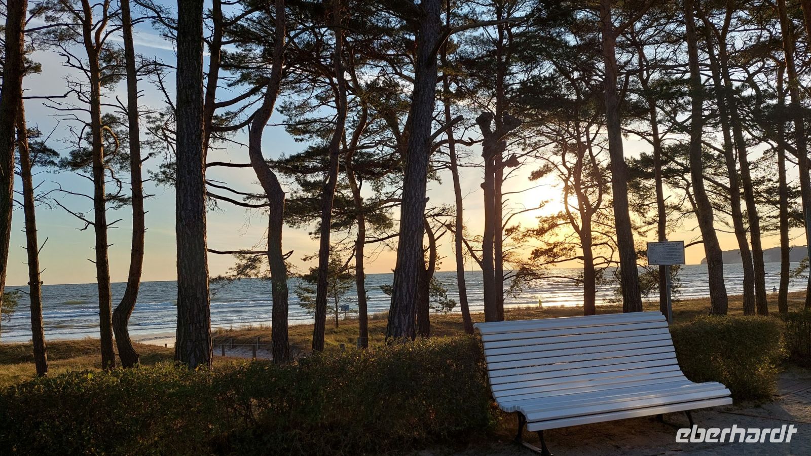 Dünenwald in Binz