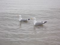 DSCN8621.JPG