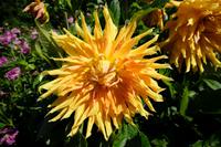Dahlienschau auf Mainau