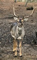Dammwild im Wildpark Güstrow