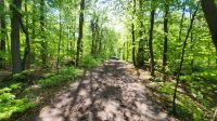 Darßer Wald