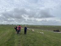 Deichwanderweg mit ganz vielen Schafen