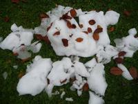 Der erste Schnee mit Herbstlaub bedeckt.
