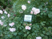 Eine andere Sorte