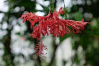 Exotische Blüten