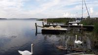 Familie Schwan gefällst es am Bodden