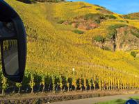 Farbenspiel in den Weinbergen