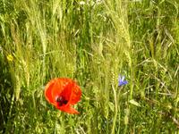Felder bei Wustrow