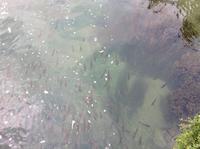 Fische überall