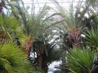 Fuhrung im Palmenhaus in Bad Pyrmont