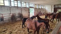 Gestüt Ganschow- Stutenherde mit Fohlen (3)
