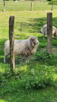 Glückliches Schaf