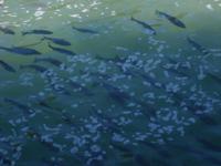 Große Fische unterhalb des Wasserfalls