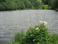 Guckaisee