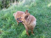 Hütehund