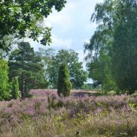 Heide