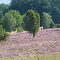 Heide