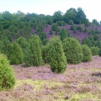 Heide